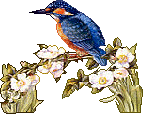 Vogels Plaatjes 