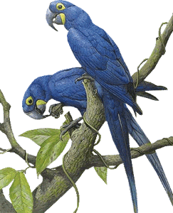 Vogels Plaatjes 