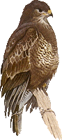 Vogels Plaatjes 