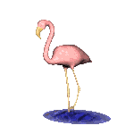 Vogels Plaatjes Roze Flamingo Die Zijn Poot Optrekt