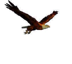 Vogels Plaatjes 