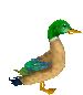 Vogels Plaatjes Eend Kwaken