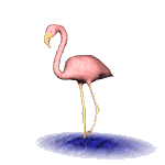 Vogels Plaatjes 