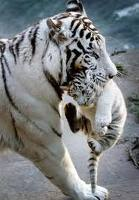 Plaatjes Witte tijgers Mama Met Jonkie