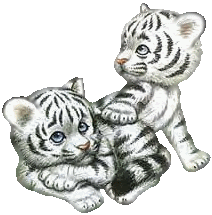 Plaatjes Witte tijgers 