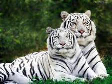 Plaatjes Witte tijgers Vrouuw Man