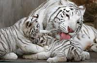 Plaatjes Witte tijgers Lik Me Maar Af Mama