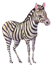 Zebra Plaatjes 