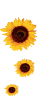 Plaatjes Zonnebloemen 