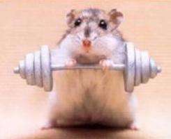Dierensport Sport plaatjes 