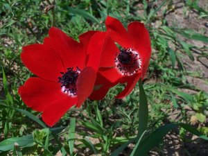 Achtergronden Anemonen 