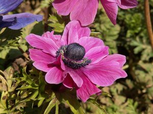 Achtergronden Anemonen 