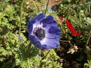 Achtergronden Anemonen 