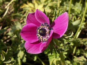 Achtergronden Anemonen 