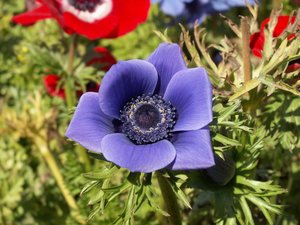 Achtergronden Anemonen 