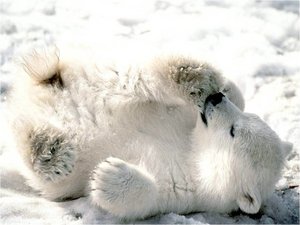 Beren Achtergronden Schattig Ijsbeertje