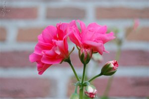 Bloemen Achtergronden 