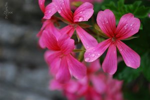 Bloemen Achtergronden 