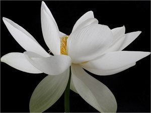 Bloemen Achtergronden 