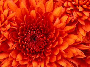 Bloemen Achtergronden 