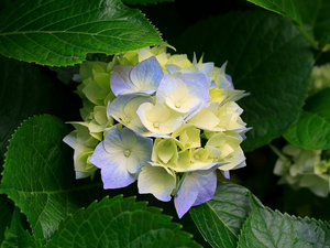 Bloemen Achtergronden 