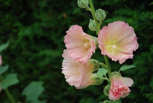 Bloemen Achtergronden 