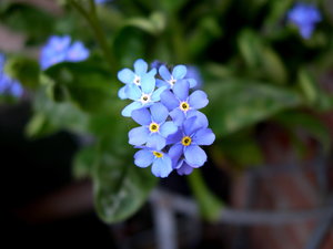 Bloemen Achtergronden 