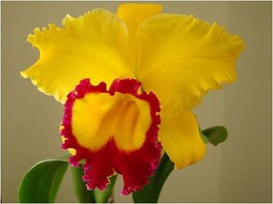 Bloemen Achtergronden 