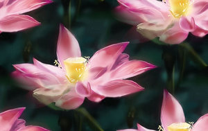 Bloemen Achtergronden 