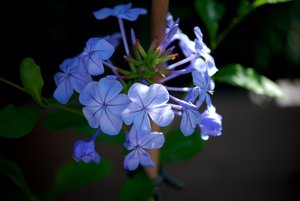 Bloemen Achtergronden 