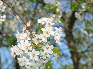 Bloemen Achtergronden 