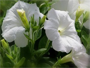 Bloemen Achtergronden 