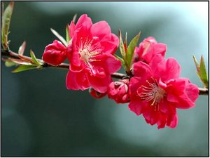 Bloemen Achtergronden 