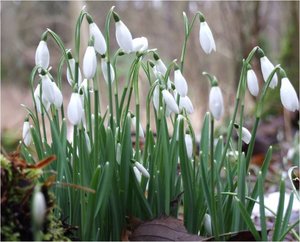 Bloemen Achtergronden 