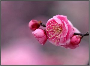 Bloemen Achtergronden 