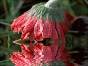 Bloemen Achtergronden 