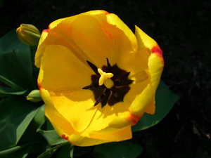 Bloemen Achtergronden 
