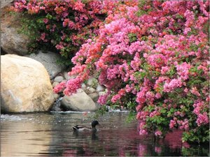 Bloemen Achtergronden 