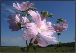 Bloemen Achtergronden 