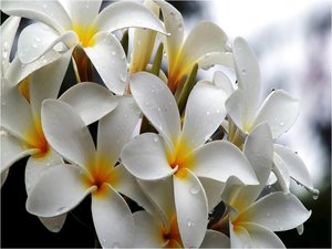 Bloemen Achtergronden 