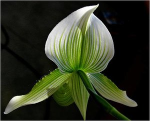 Bloemen Achtergronden 