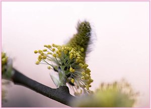 Bloemen Achtergronden 