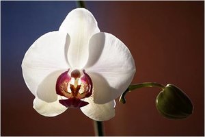 Bloemen Achtergronden 