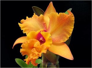 Bloemen Achtergronden 