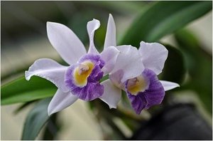 Bloemen Achtergronden 