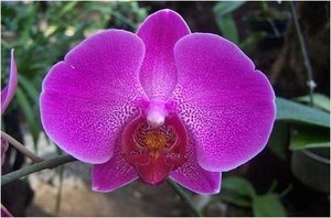 Bloemen Achtergronden 