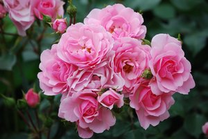 Bloemen Achtergronden 