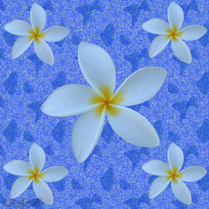 Bloemen Achtergronden 