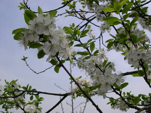 Bloemen Achtergronden 