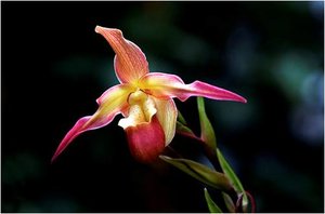 Bloemen Achtergronden 